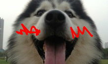 哈士奇漫画,欢乐逗趣的犬界喜剧大师